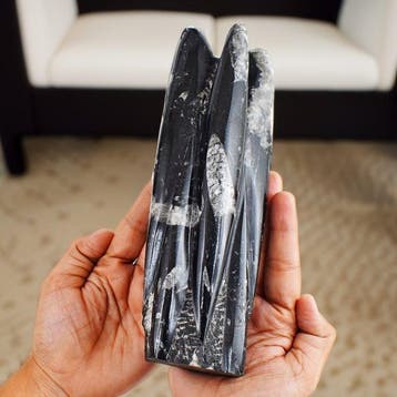 Beeld, Orthoceras Premium Quality Fossil Tower - Fossil