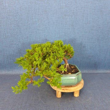 Jeneverbes bonsai (Juniperus) - Hoogte (boom): 13 cm -