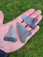 Requin - Dent fossile - Cosmopolitodus Hastalis - 6.3 cm, Collections