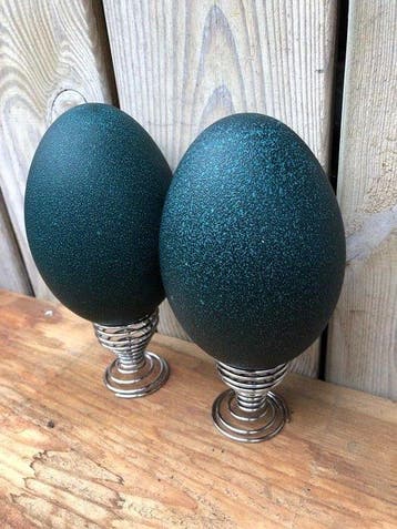 Emu Eggs Ei - Dromaius novaehollandiae - 13 cm - 9 cm - 9