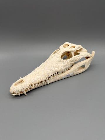 Nijlkrokodil Schedel - Crocodylus niloticus - 7 cm - 11 cm -, Verzamelen, Dierenverzamelingen, Nieuw
