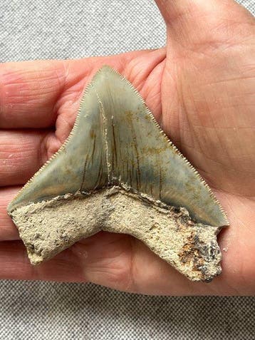 Megalodon-tand 7,8 cm - Fossiele tand - Carcharocles, Verzamelen
