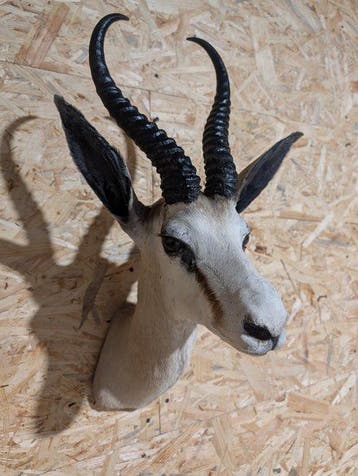Springbok Support mural pour taxidermie - Antidorcas, Collections, Collections Animaux