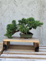 Jeneverbes bonsai (Juniperus) - Hoogte (boom): 32 cm -