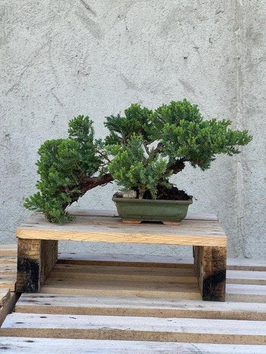 Jeneverbes bonsai (Juniperus) - Hoogte (boom): 32 cm -, Antiquités & Art, Curiosités & Brocante