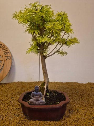 Bonsaï Mélèze (Larix) - Hauteur (arbre) : 38 cm - Profondeur