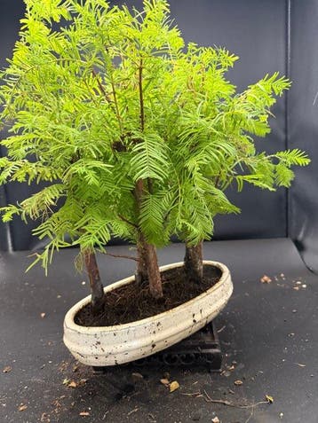Metaseqouia - Hoogte (boom): 25 cm - Diepte (boom): 15 cm -