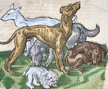 Conrad Gesner [1516-1565] - Domestic Dogs, Stag - Folio with