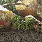 vidaXL Lavastenen 10 kg 1-2 cm zwart, Dieren en Toebehoren, Verzenden, Nieuw