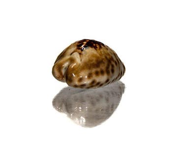 Barycypraea teulerei (49mm) - GIGANTISCHE MAAT -