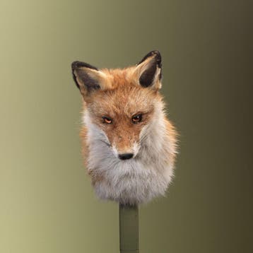 Vos Taxidermie Opgezette Dieren By Max, Ophalen of Verzenden, Opgezet dier