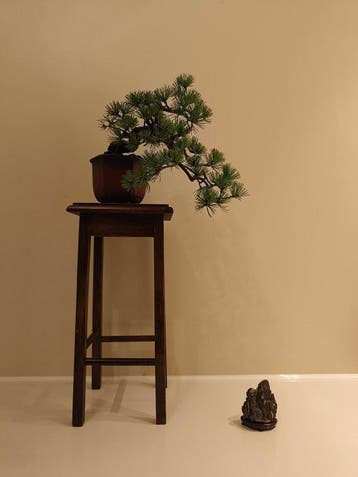 Den bonsai (Pinus) - Hoogte (boom): 21 cm - Diepte (boom):