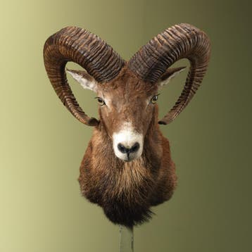 Moeflon Taxidermie Opgezette Dieren By Max, Verzamelen, Dierenverzamelingen, Ophalen of Verzenden, Nieuw, Wild dier, Opgezet dier