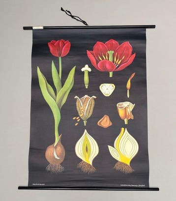 Hagemann, Düsseldorf - De Tulp - Jung Koch Quentell -