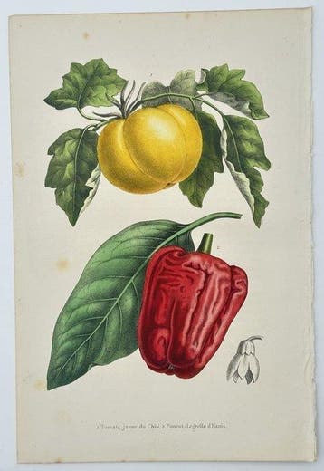 Guillaume Severeyns (19th Century) - Chili Tomato and Bell