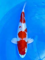 HQ Sakura Ogon van Ozumi Ikarashi 40cm (Japanse Koi), Ophalen of Verzenden, Nieuw