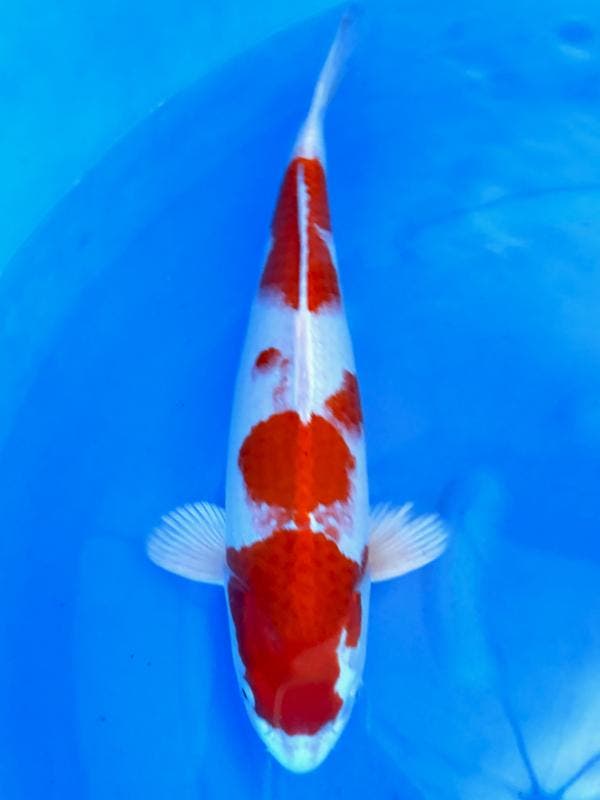 HQ Sakura Ogon van Ozumi Ikarashi 40cm (Japanse Koi), Jardin & Terrasse, Étangs, Enlèvement ou Envoi