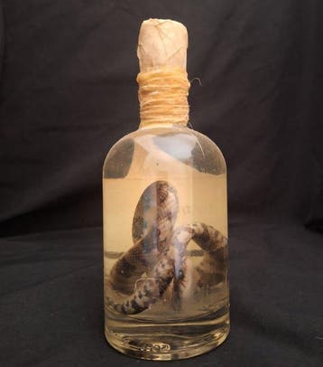 Slang Taxidermie volledige montage - Pituophis catenipher -