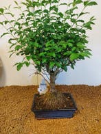Liguster bonsai (Ligustrum) - Hoogte (boom): 46 cm - Diepte