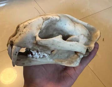 Panthère nébuleuse Crâne - Clouded Leopard Skull REPLICA -, Antiek en Kunst