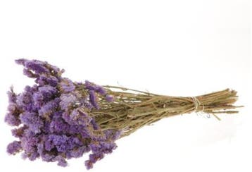 Statice Sinuata Lamsoor droogbloemen Milka ca. 70 cm, Nieuw