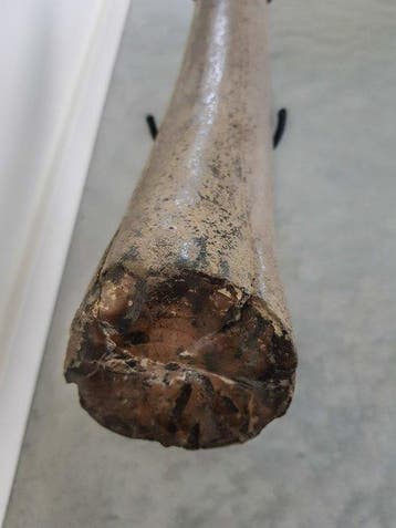 Stegodont - Gefossiliseerde slagtand - 64.5 cm - 8.5 cm