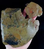 Indrukwekkende Hyolitha !!! - Gefossiliseerd dier -