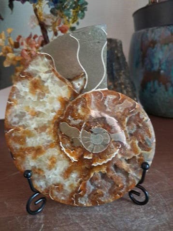 Ammonite - Animal fossilisé - Aioloceras (Cleoniceras) sp. -