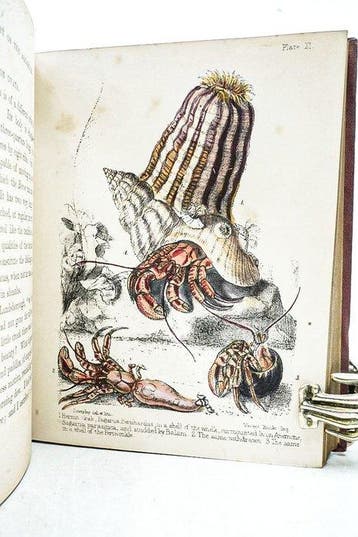 George B. Sowerby - The aquarium. A popular account of