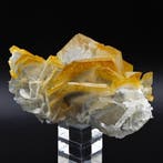 NIEUWS, GEEL ZESHOEKIG CALCiet, Fantastische ESTETIE!