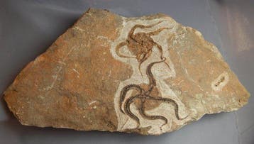 Une dalle de fossiles jumeaux de Dancing Ophiuroidea