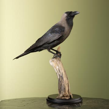 Huiskraai Taxidermie Opgezette Dieren By Max, Ophalen of Verzenden, Nieuw, Vogel, Opgezet dier