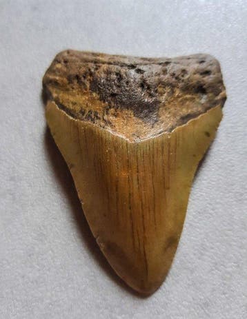 Megalodon - Fossiele tand - 9.2 cm - 7.2 cm