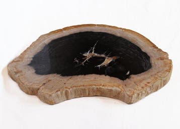 Versteend hout - Gefossiliseerd hout - Dipterocarpus - 41 cm, Verzamelen, Mineralen en Fossielen