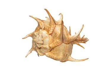 Imposant escargot épineux africain : beauté architecturale