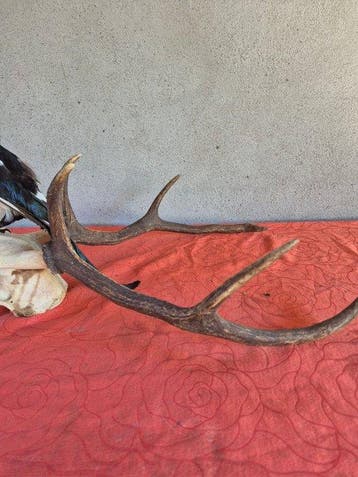 Cerf elaphe et Pie Support mural pour taxidermie - Cervus
