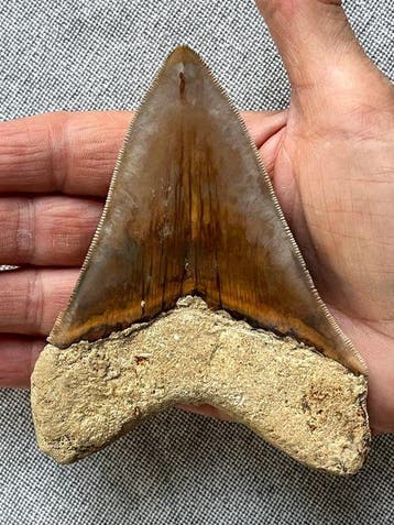 Dent de mégalodon de 11,4 cm - Dent fossile - Carcharocles