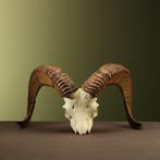 Argali Schedel Taxidermie Opgezette Dieren By Max, Verzamelen, Dierenverzamelingen, Ophalen of Verzenden, Nieuw, Wild dier, Opgezet dier