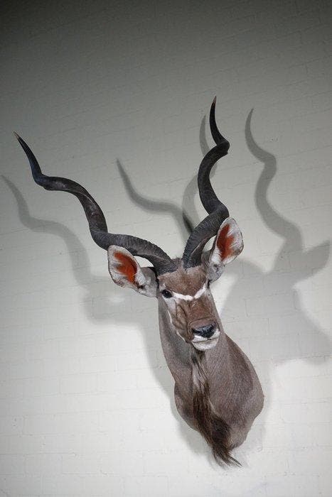 Greater Kudu Shoulder-mount - Schedel - Tragelaphus, Verzamelen, Dierenverzamelingen
