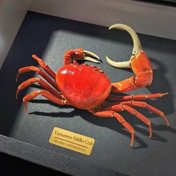 Krab Taxidermie wandmontage - Ilyoplax vietnamensis - 3 cm -
