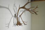Reindeer/Caribou Schedel - Rangifer tarandus - 60 cm - 65 cm, Verzamelen, Dierenverzamelingen, Nieuw