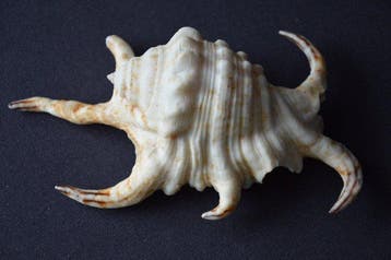 Zeeslak Zeeschelp - S-398 LAMBIS CHIRAGRA ARTHRITICA (Zonder, Verzamelen, Nieuw