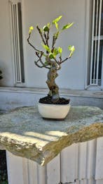 Bonsai van Ficus carica - Hoogte (boom): 37 cm - Diepte