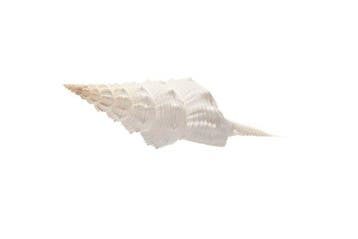 1A keuze $$$ met operculum $$$ verzamelobject Taxidermie