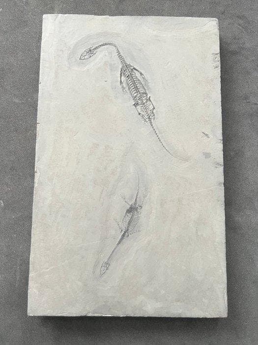Zeereptiel - Gefossiliseerd dier - Fossil de Keichousaurus -, Collections, Minéraux & Fossiles