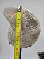 Ammoniet - Gefossiliseerd dier - Ammonite Fossil –