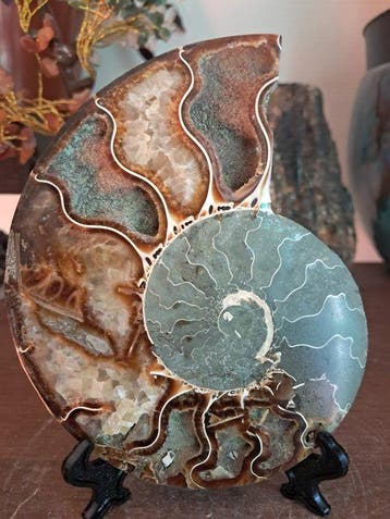 Ammonite - Animal fossilisé - Aioloceras (Cleoniceras) sp. -