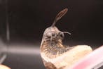 Walliserops trifurcatus trilobiet - Fossiele matrix, Verzamelen, Mineralen en Fossielen