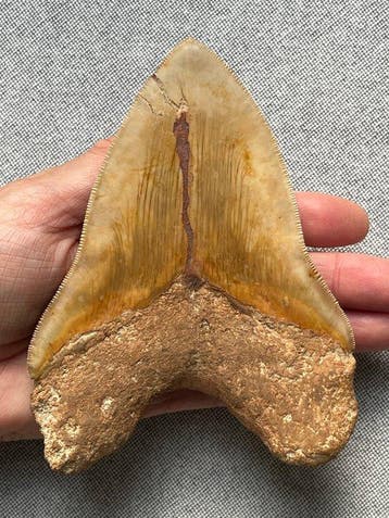 Enorme Megalodon-tand 14,2 cm - Fossiele tand - Carcharocles