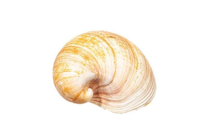 Heart Cockle - complete schelp (2 helften) Skelet - Glossus, Collections, Collections Animaux